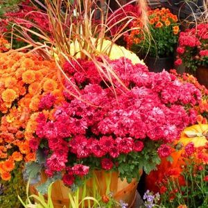 Meet your Posher, Kerry